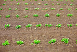 Young potato shoots in on spring tillage