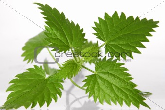 nettle leafs