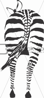 Zebra from behind