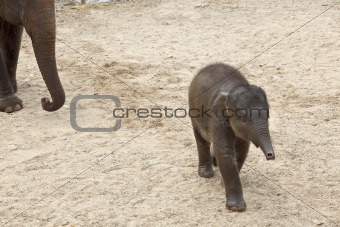 Running baby elephant.