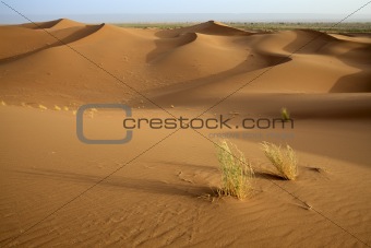Plants in sand dunes in Sahara.