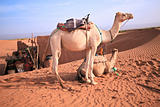 Couple of camels in Sahara.