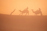 Camel shadows on  Sahara sand.