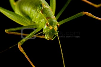 Grasshopper 1