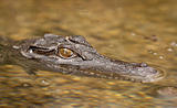 Close-up shot of saltwater crocodile