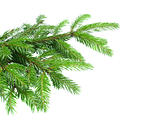 fresh green  fir tree branch isolated on white background