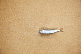 Little fish on sandy beach - has died
