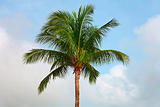 Top of a coconut tree on sky background