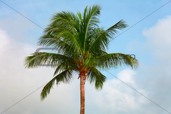 Top of a coconut tree on sky background