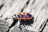 Red poison bug - Pyrrhocoris apterus