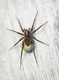 Brown spider - Lycosidae