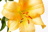Yellow Tiger lilly