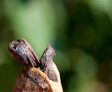 screaming baby turtle