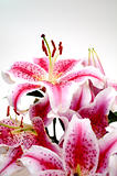 pink lilies over white background