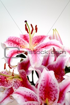 pink lilies over white background