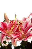 pink lilies isolated on white