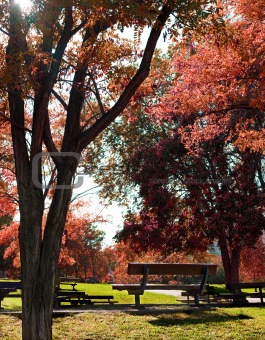 Park bench and trees