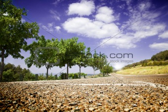 Landscape with road and trees