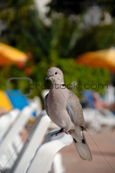Pigeon on vacation