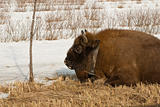 wild bison knocked over by car
