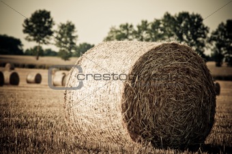 Straw rolls and wheat on summer farmer field 