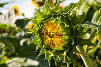 unripe flower of the sunflower on field 