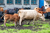 calves and cows on dairy farm