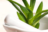 Aloe vera - herbal medicine 