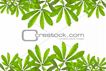 Green leave isolated