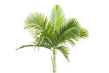 Palm tree isolated on white background 