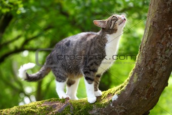 Hunting cat on a tree