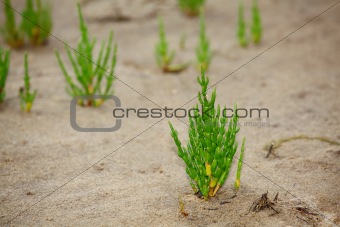 salicornia europaea 