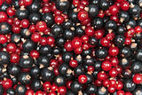 redcurrant and  blackcurrant