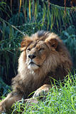 Portrait of a lion king