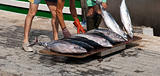 Fresh Tuna from boat