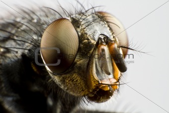extreme close up of house fly