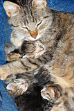Cat with newborn kittens
