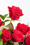 Bunch of Red Roses Isolated On White