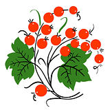 Bunch of red currant. Ripe berry. Vector