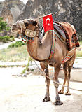 Camel rides at tourist spot