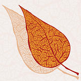 vector vintage autumn leaf with its Shadow falls