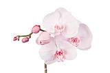 Blooming orchid