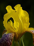 Iris flower largely