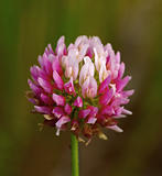 Flower of a pink clover