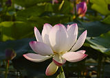 The Flower, pink lotus