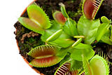 Venus flytrap in a pot