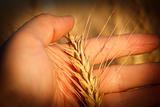 Hand holding wheat ear