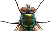 iridescent: house fly in close up