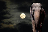 Elephant in Night