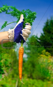 hand holding carrot